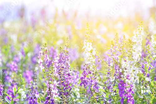 Soft focus on lavender flower, beautiful lavender flower.Sunset over a violet lavender field © MemoryMan