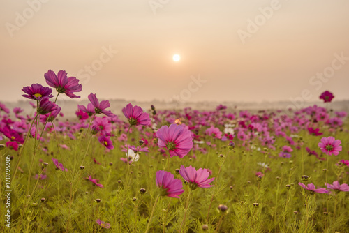 Pink and Red Cosmos flower field in the morning sunrise.cosmos flower field blooming in countryside.Soft focus and blurred for background
