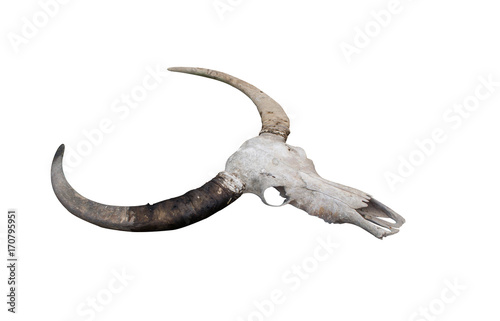 old buffalo skull on the white background