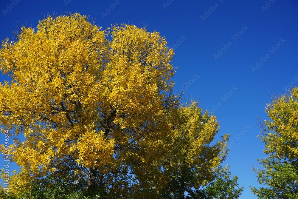 autumn yellow tree against blue sky
