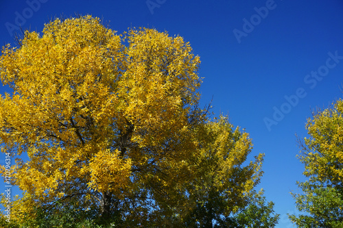 autumn yellow tree against blue sky