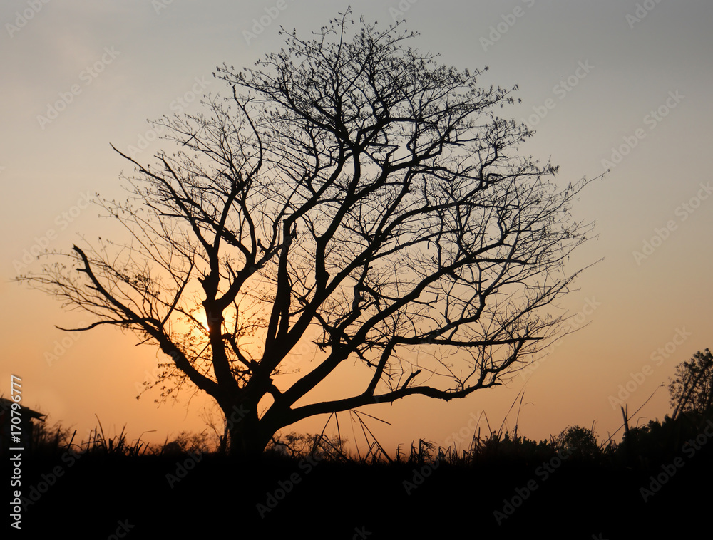 dead tree on sunset
