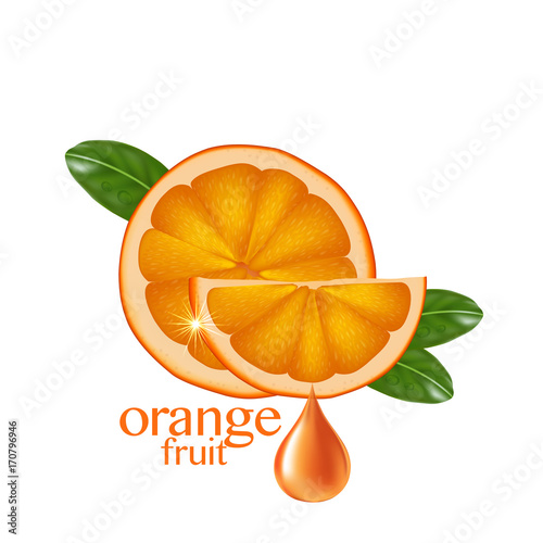 fresh orange vector 