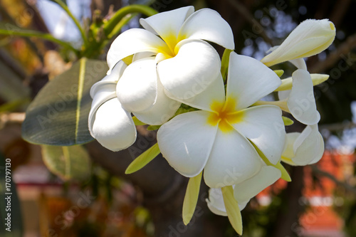 PLUMERIA flower photo