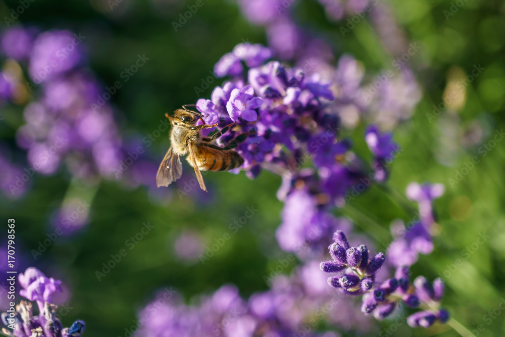 purple lavender flowers at morning time with blurred background in the garden. purple lavender flowers at morning time with blurred background in the garden.