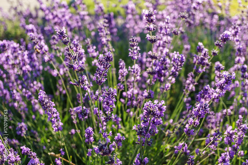 purple lavender flowers at morning time with blurred background in the garden.