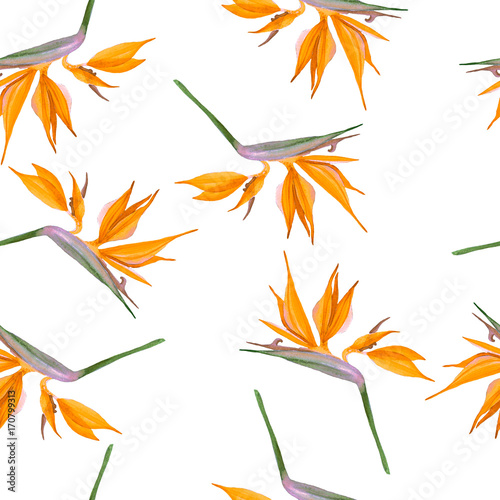 Pattern of orange flowers Strelitzia on white background photo