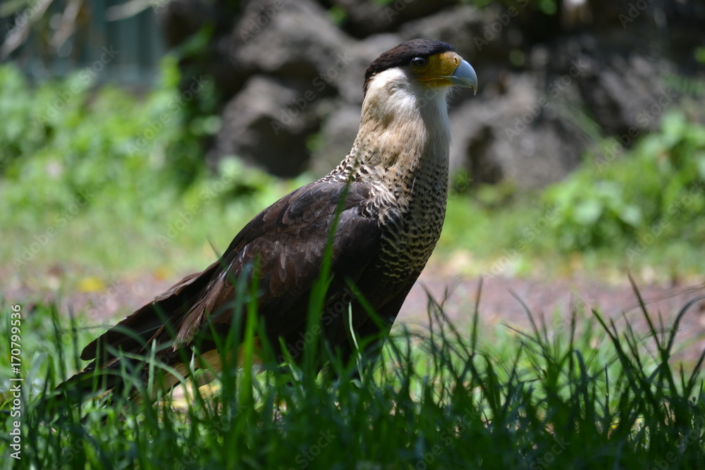 Fototapeta premium Águila