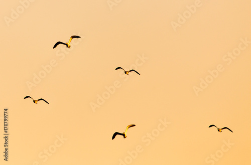 A flock of birds at sunset in nature