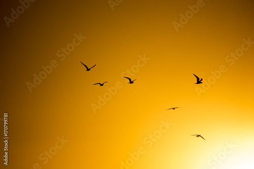 Canvas Print A flock of birds at sunset in nature