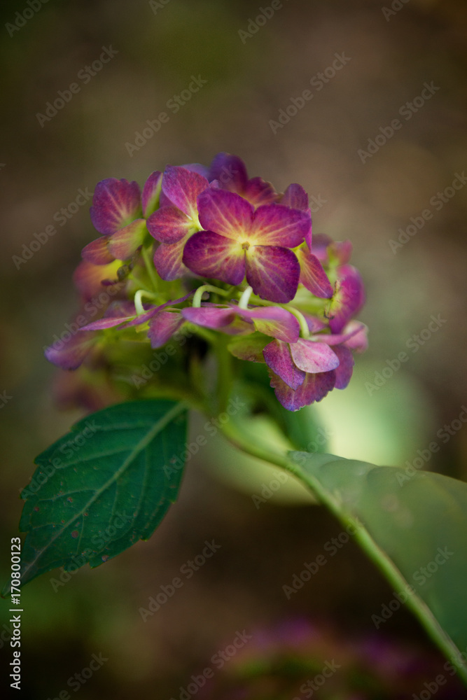 Purple Hydrageas Purple Hydrageas