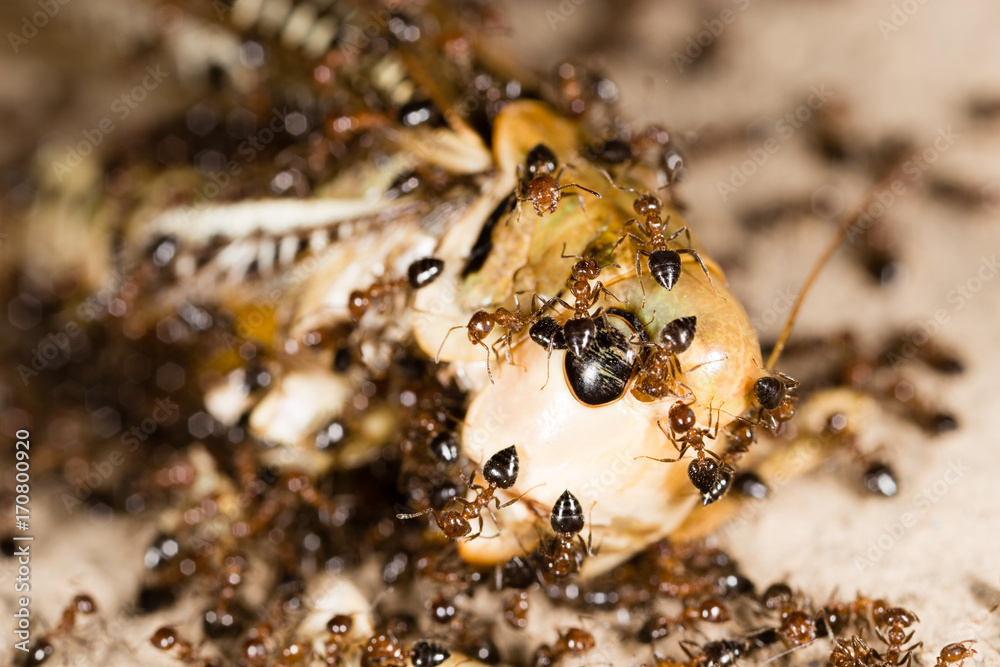 Ants eat a blacksmith in nature Ants eat a blacksmith in nature