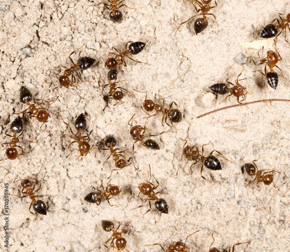 A lot of ants on the ground A lot of ants on the ground