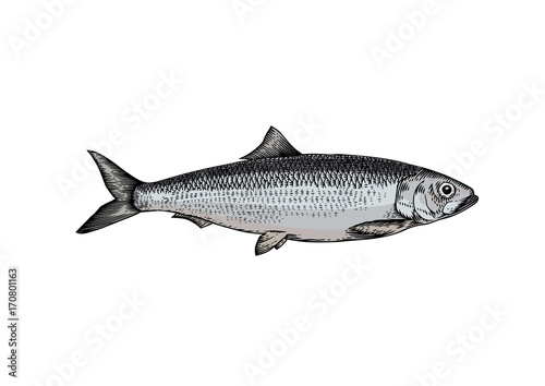Drawing of whole herring
