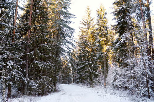 Bright sunny pine forest covered with snow in winter