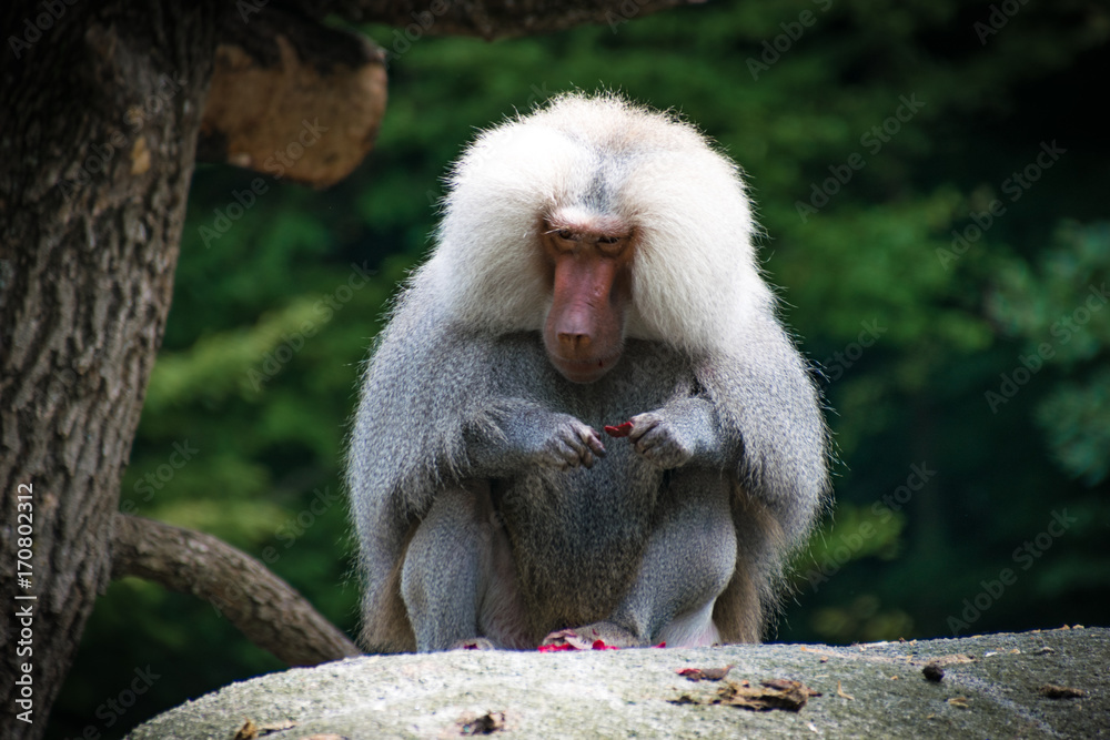 Naklejka premium Mantelpavian