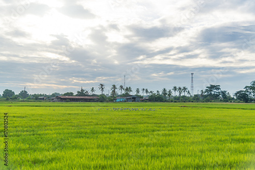 Rice field green grass blue sky cloud cloudy landscape background,