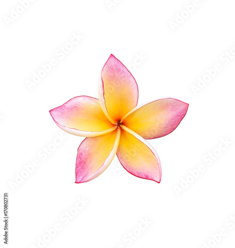 Tropical frangipani flower isolated on white background