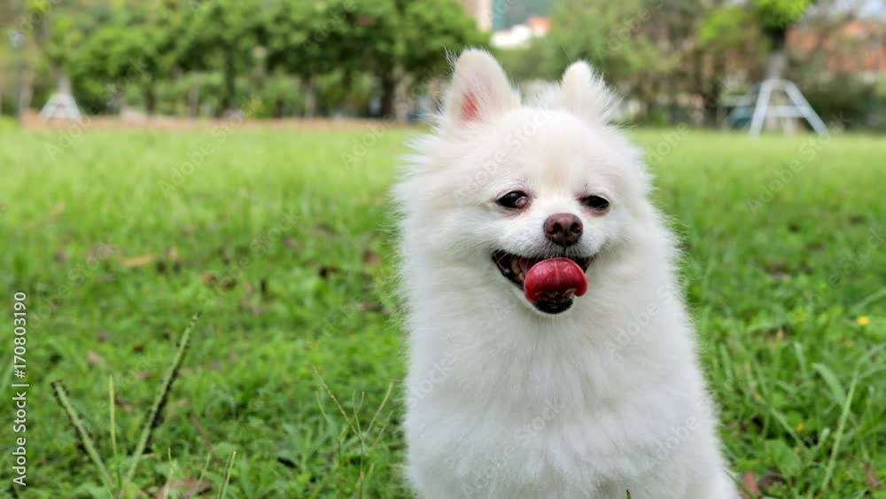 White Pomeranian sitting on the green lawn White Pomeranian sitting on the green lawn