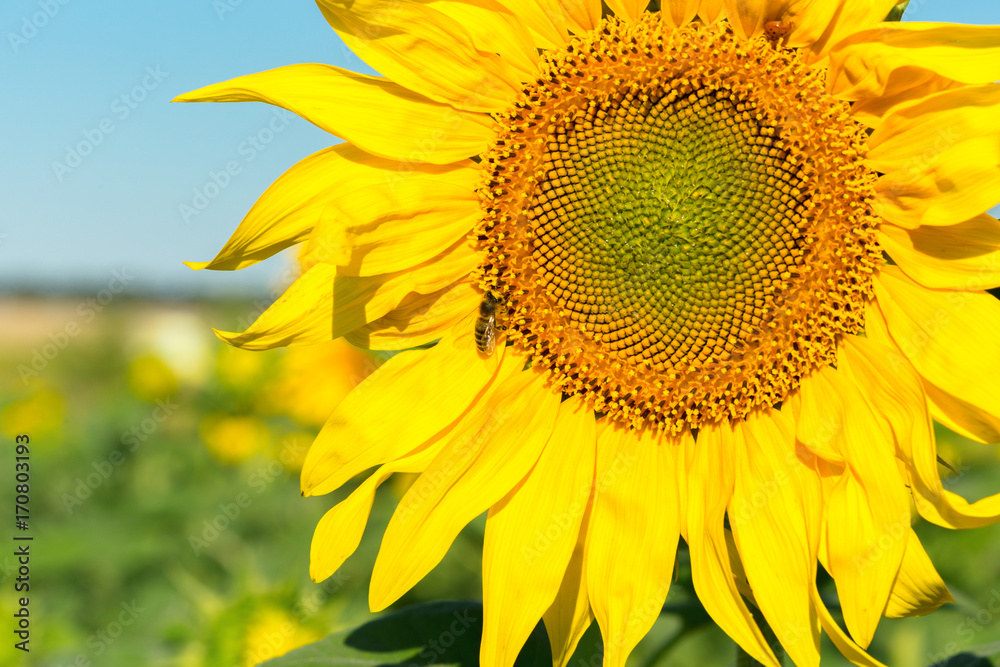 Obraz premium yellow sunflower