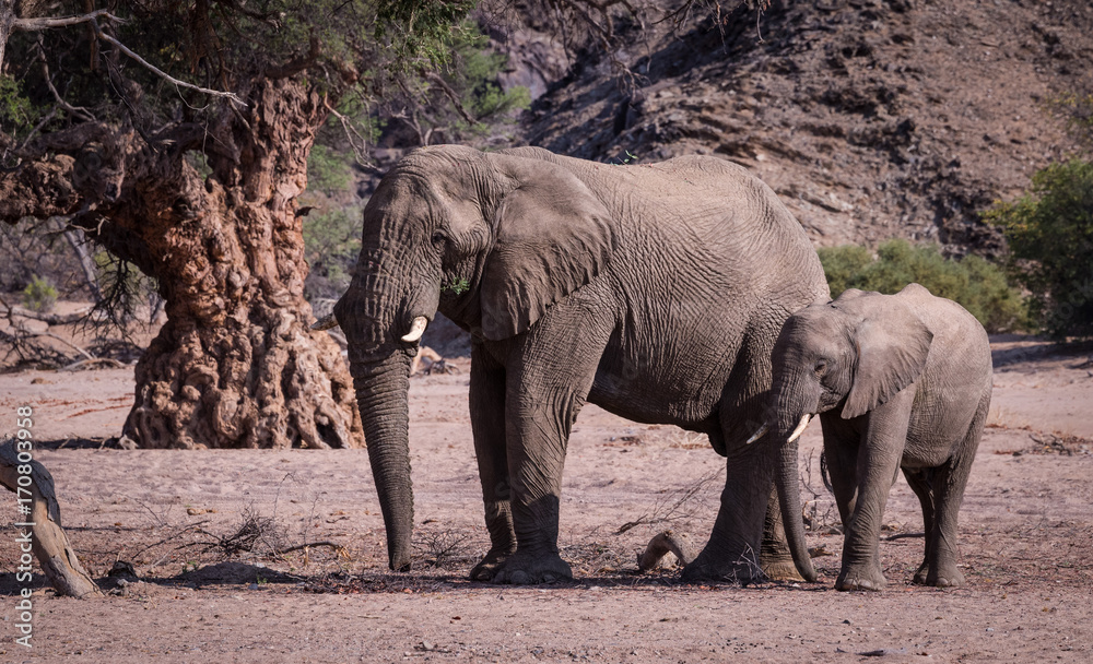 Fototapeta premium Elephants, Damaraland, Namibia