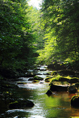 Papier peint photo Rivière Rivière calme en forêt verte luxuriante  © jonnysek