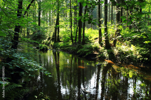 Fototapeta Naklejka Na Ścianę i Meble -  river in the green forest