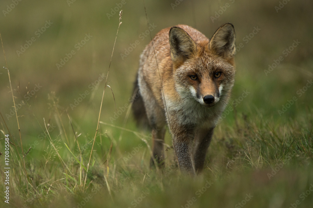 Naklejka premium renard