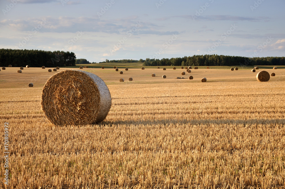 Fototapeta premium Many round haystacks on dry yellow field in perspective. August harvest.