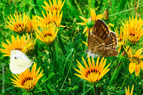 White butterflies Pieris rapae family Pieridae of pierids and brown butterfly Pararge aegeria sitting on the flowers of Gazania rigens, closeup, summer landscape photo