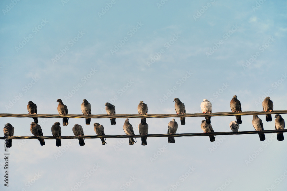 Many gray wild pigeons sitting on two electric wires. One pigeon is white. Empty space. Many gray wild pigeons sitting on two electric wires. One pigeon is white. Empty space.