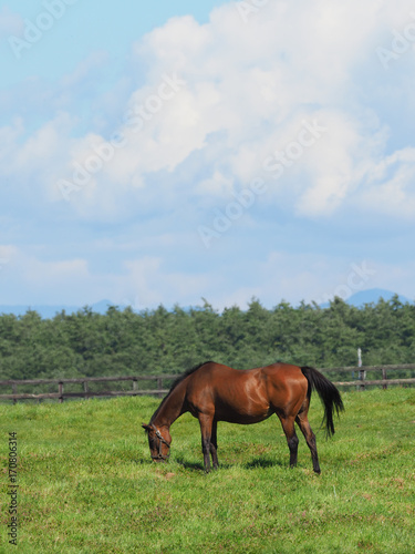 牧場の馬 © makieni