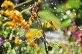 Process of watering the garden plants in summer. Rose branch under the falling water drops in sunlight.