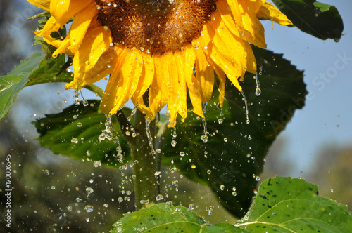 Ripe yellow sunflower with a lot of water droplets.