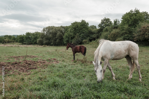 white and brown horse at green field
