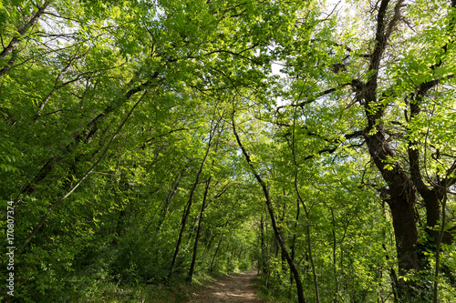 A small path running through a wood, with beautiful, lush trees with green leaves