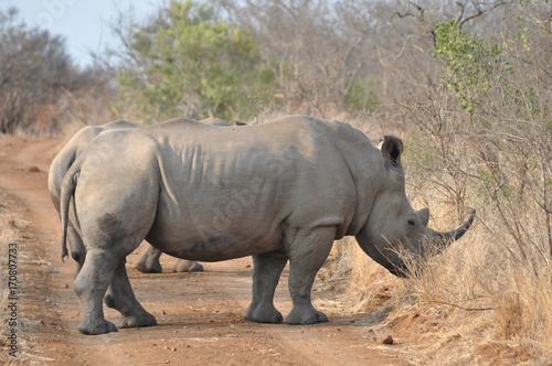 White Rhino blocking the road