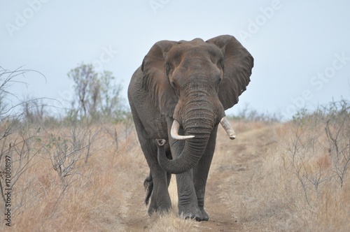 African Elephant on an early morning walk
