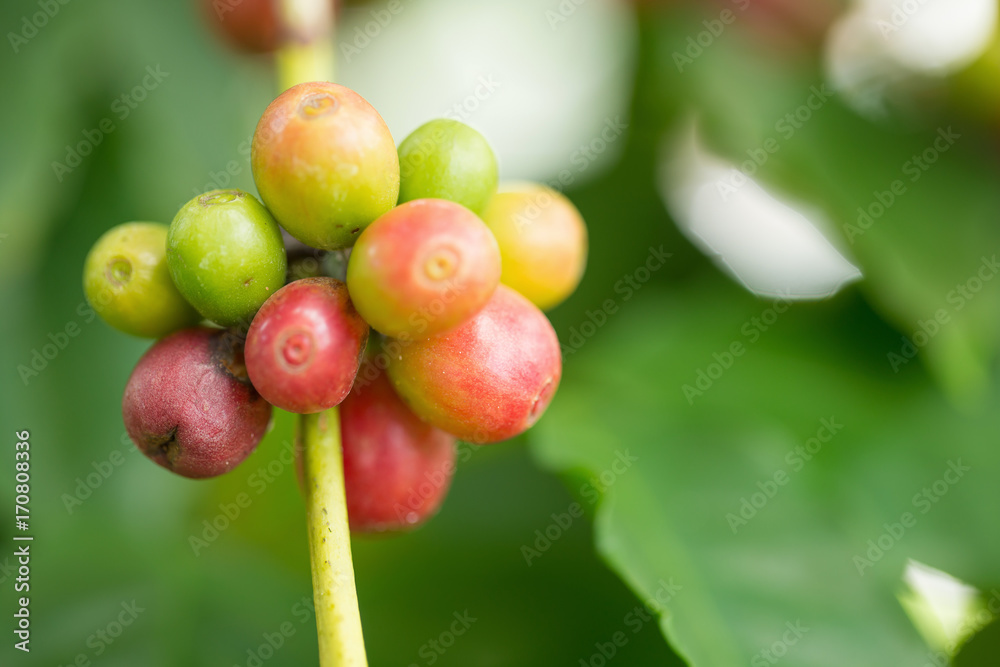 Arabica Coffee beans ripening on tree in North of thailand Arabica Coffee beans ripening on tree in North of thailand
