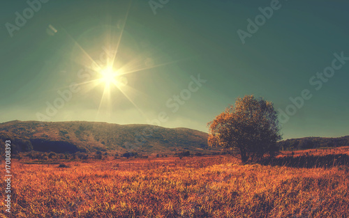 Lonely tree on meadow an mountain landscape with sunlight. Autumn bright background.