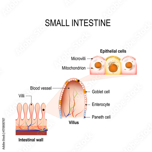 small intestine with villi and epithelial cells photo