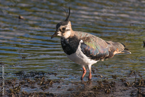 Northern lapwing photo