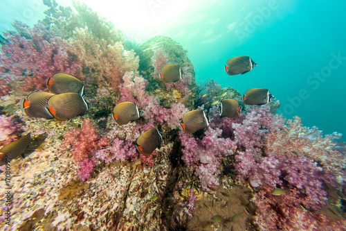 School of Collared Butterflyfish and soft coral