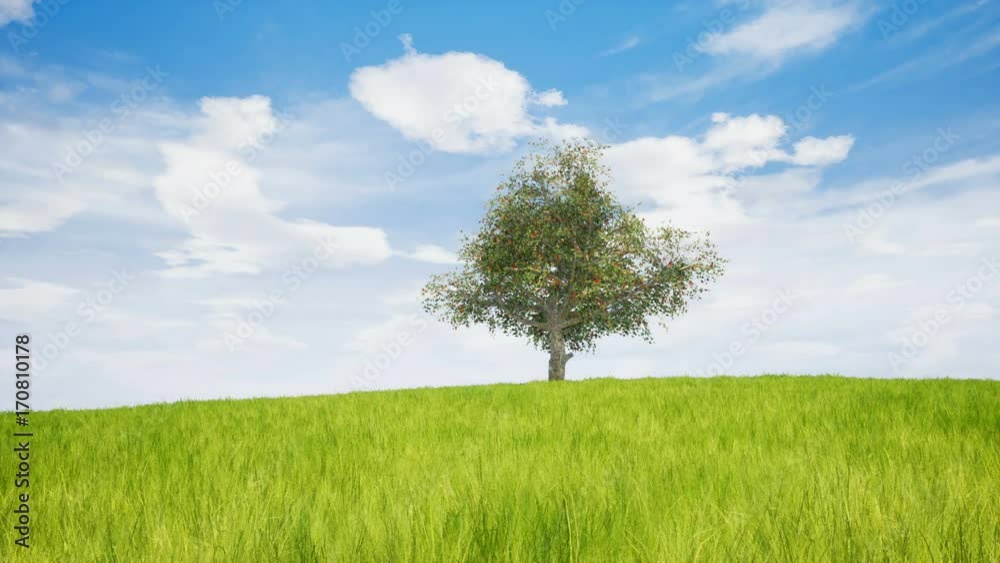 A timelapse showing a big tree and lawn during the 4 weather seasons