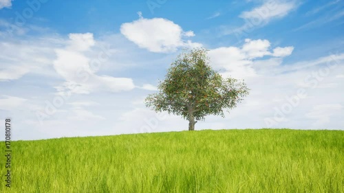 A timelapse showing a big tree and lawn during the 4 weather seasons