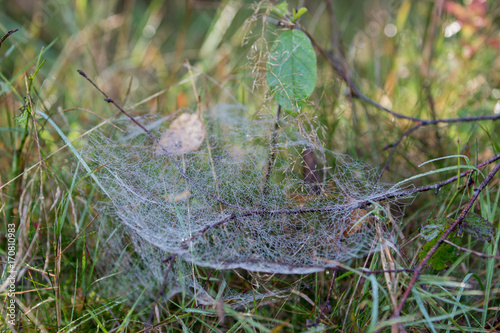 Spinnennetz im Teutoburger Wald