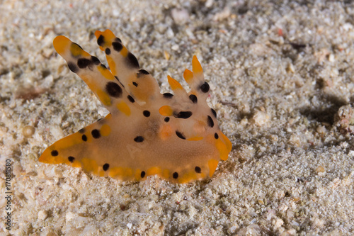 Thecacera sp. Nudibranch  Sea Slug