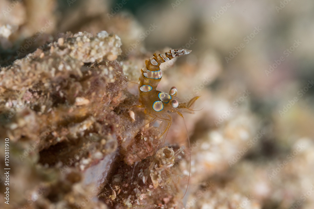 Sexy Shrimp on Soft Coral Sexy Shrimp on Soft Coral
