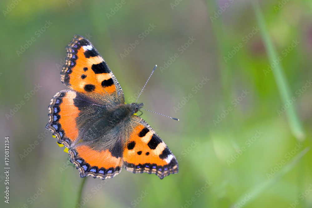 Schmetterling Kleine Fuchs (Aglais urticae) Schmetterling Kleine Fuchs (Aglais urticae)