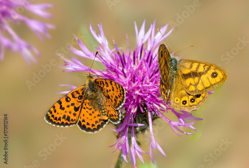 Rote Scheckenfalter (Melitaea didyma) und Mauerfuchs (Lasiommata megera), auf Distelblüte photo